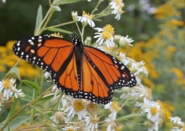 Strosacker Foundation grants $100,000 for Monarch Academy Project